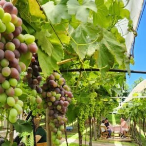 Rota do Vinho Privativa